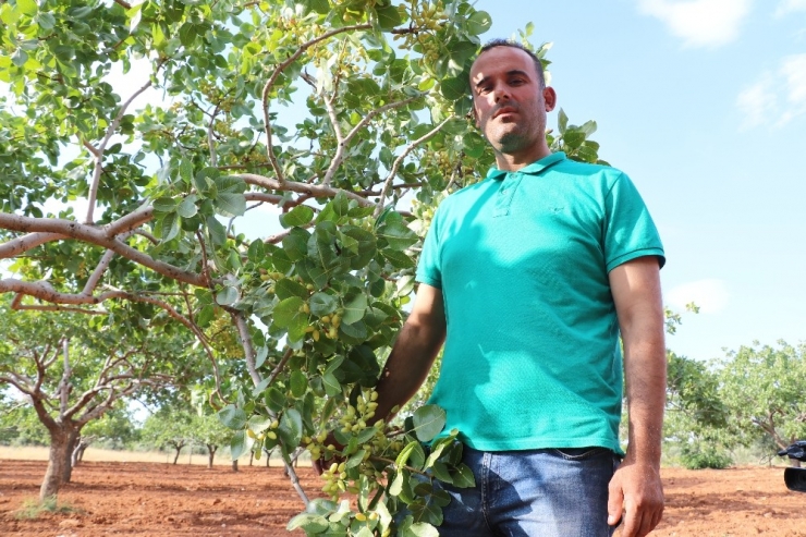 Antep Fıstığı Üreticisinin Çin Sevinci