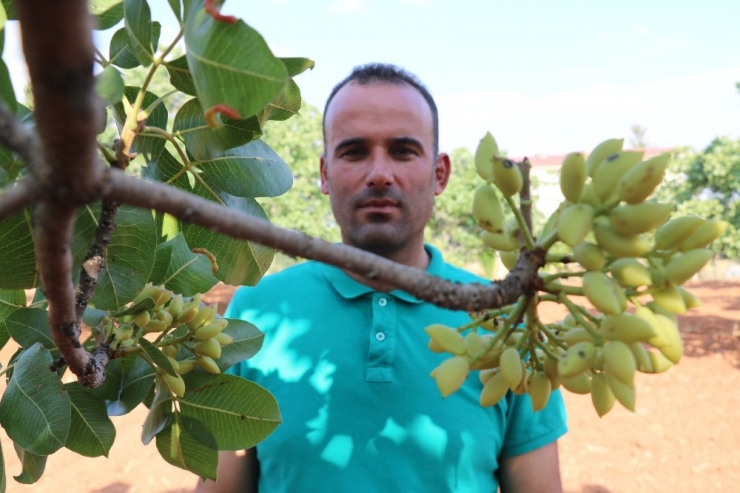 Antep Fıstığı Üreticisinin Çin Sevinci