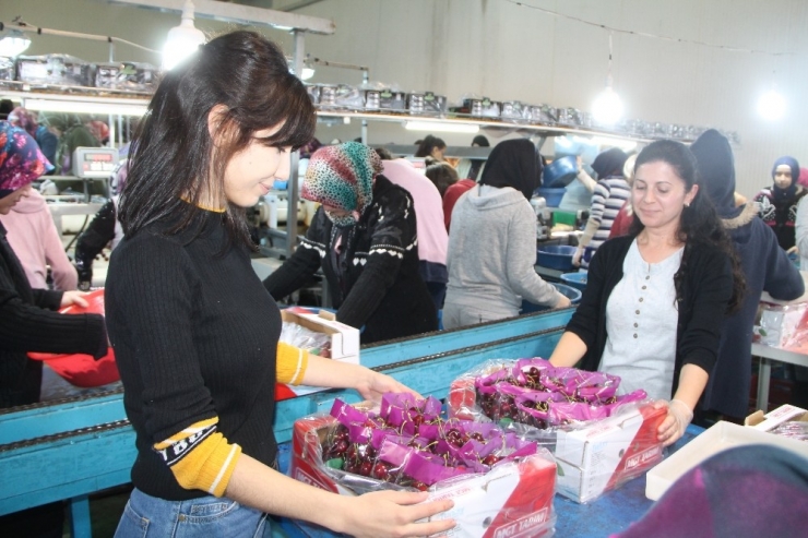 Rusya Ve Almanya’nın Kirazları Amasya’dan