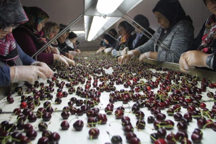 Rusya Ve Almanya’nın Kirazları Amasya’dan