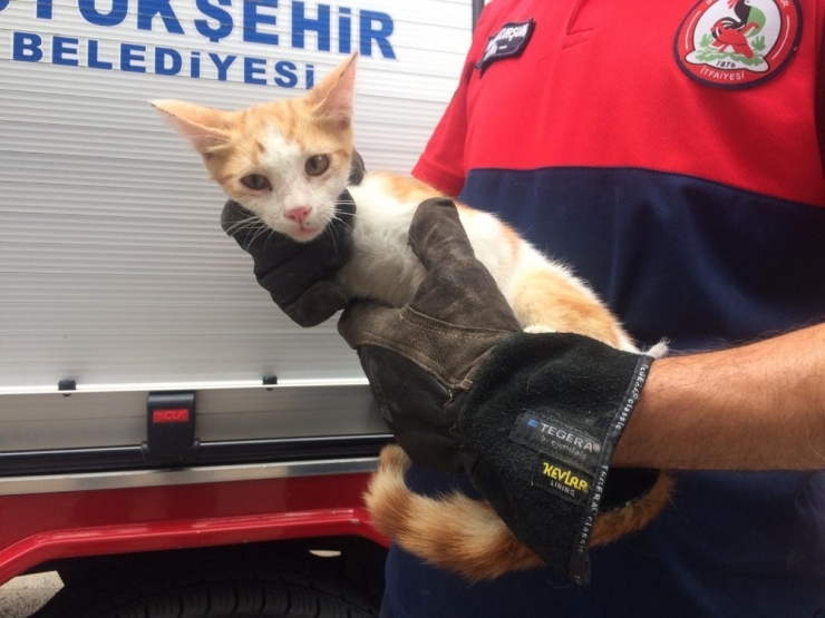 Ağaçta Mahsur Kalan Kediyi İtfaiye Eri Tırmanarak Kurtardı