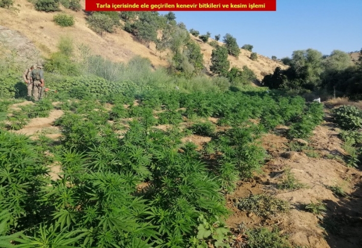 Diyarbakır’da 723 Bin 860 Kök Kenevir Bitkisi Ele Geçirildi