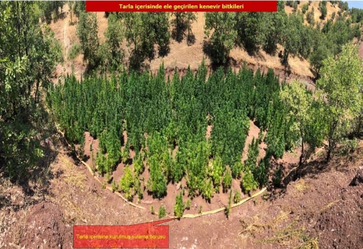 Diyarbakır’da 723 Bin 860 Kök Kenevir Bitkisi Ele Geçirildi