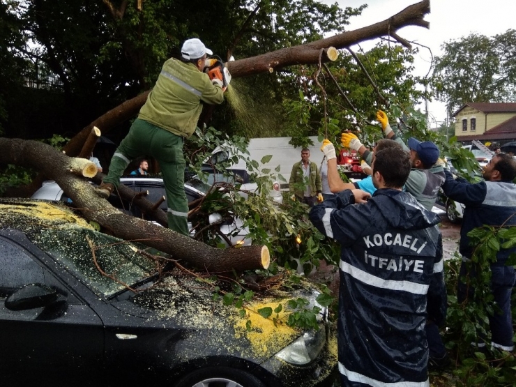Şimşek Düşen Ağaç 4 Otomobilin Üstüne Devrildi