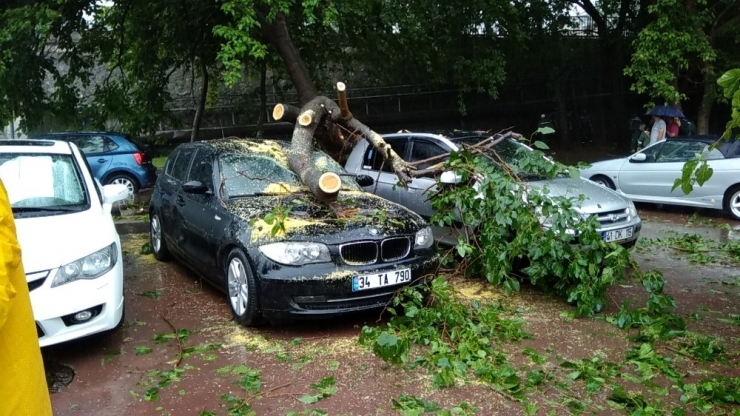 Şimşek Düşen Ağaç 4 Otomobilin Üstüne Devrildi