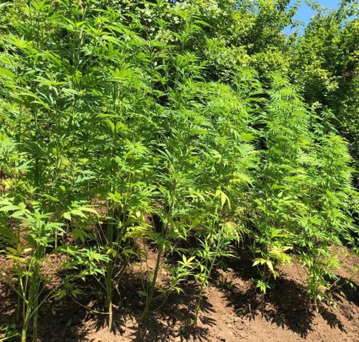 Kocaeli’de Ormanlık Alanda Ekili 3 Bin 620 Kök Kenevir İmha Edildi