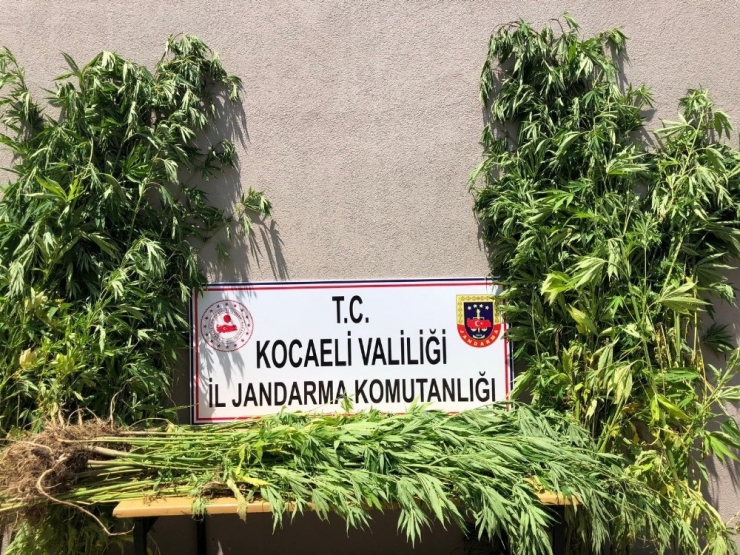 Kocaeli’de Ormanlık Alanda Ekili 3 Bin 620 Kök Kenevir İmha Edildi