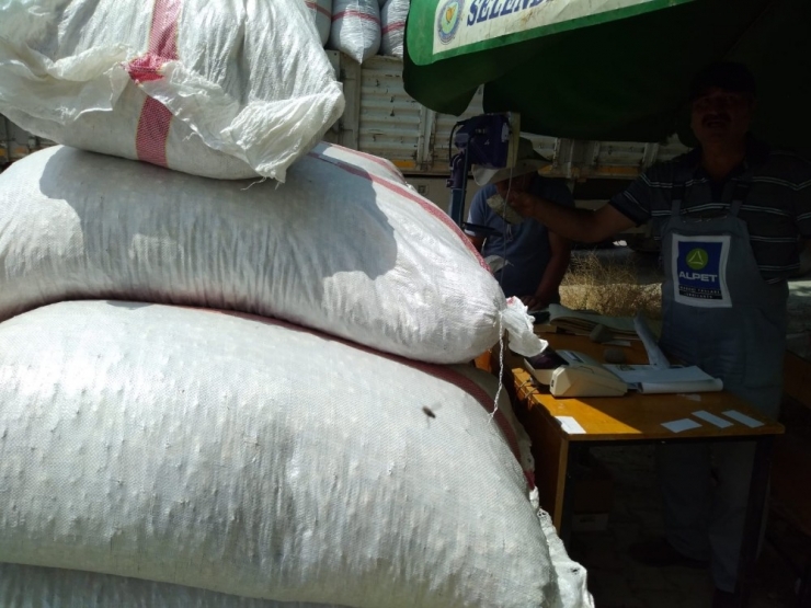 Selendi’de Haşhaş Kapsülü Alımları Başladı