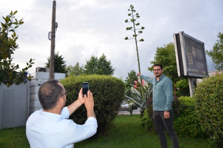 Dikildikten 14 Yıl Sonra Çiçek Açtı