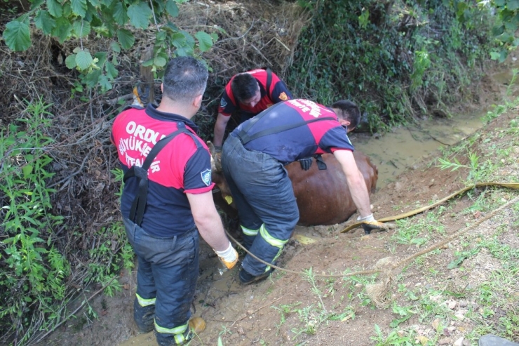 Kanala Düşen İneği İtfaiye Kurtardı