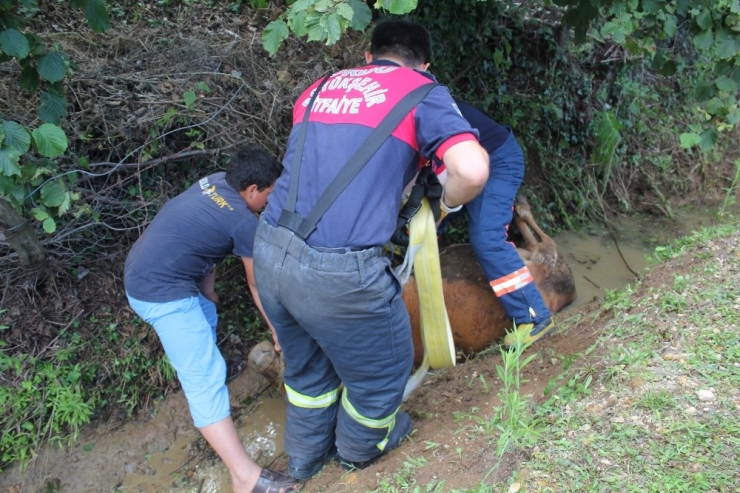 Kanala Düşen İneği İtfaiye Kurtardı