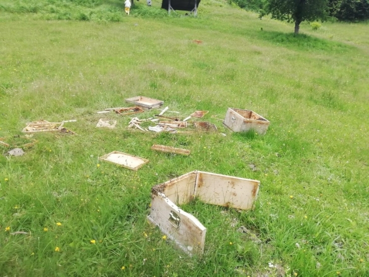 Rize’de Aç Kalan Ayılar Kovanları Parçaladı