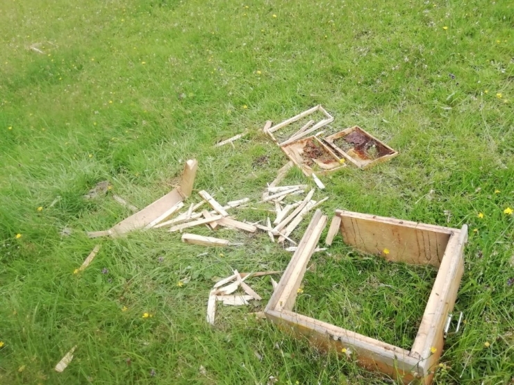 Rize’de Aç Kalan Ayılar Kovanları Parçaladı