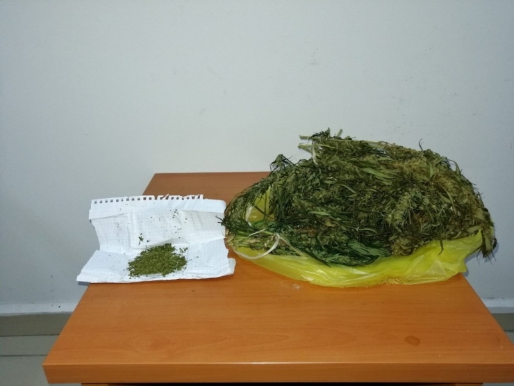 Sakarya’da Boyları 2 Metreyi Aşan 442 Kök Kenevir Ele Geçirildi