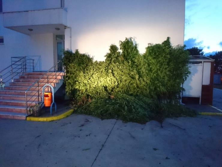 Sakarya’da Boyları 2 Metreyi Aşan 442 Kök Kenevir Ele Geçirildi