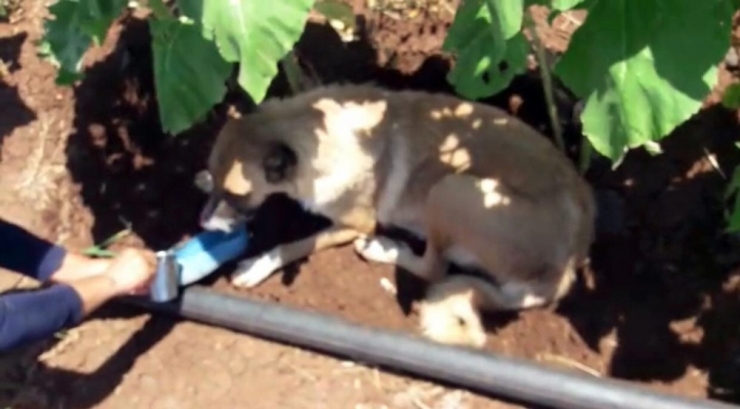 Tarlada Sıcaktan Bitkin Düşen Köpeğe Ayakkabısıyla Su İçirdi