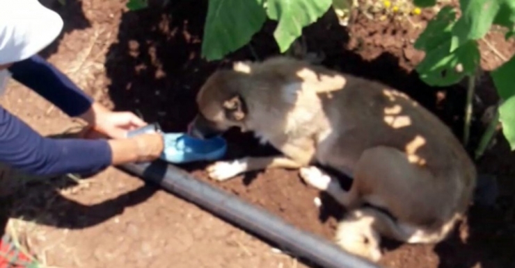 Tarlada Sıcaktan Bitkin Düşen Köpeğe Ayakkabısıyla Su İçirdi