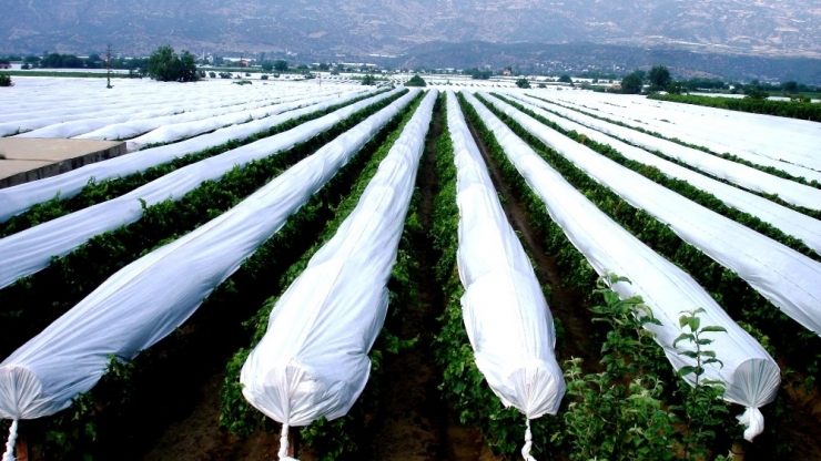 Sarıgöl Üzüm Bağlarının Yüzde 50’si Örtü Altında