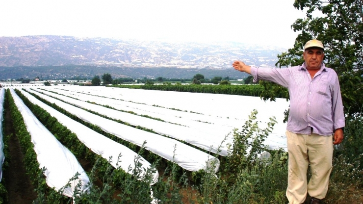Sarıgöl Üzüm Bağlarının Yüzde 50’si Örtü Altında