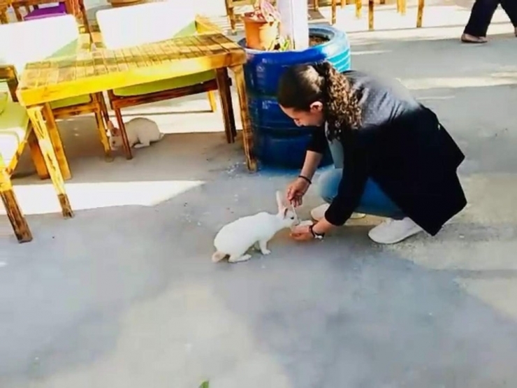 Sıcaktan Bunalan Tavşanların Dondurma Keyfi