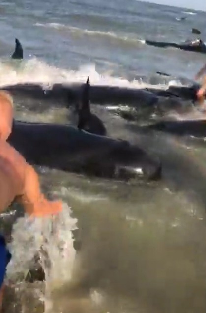 Kıyıya Vuran Balinaları Kurtarma Operasyonu