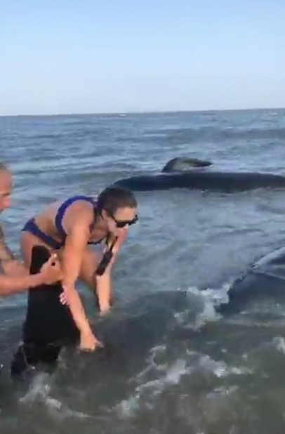 Kıyıya Vuran Balinaları Kurtarma Operasyonu