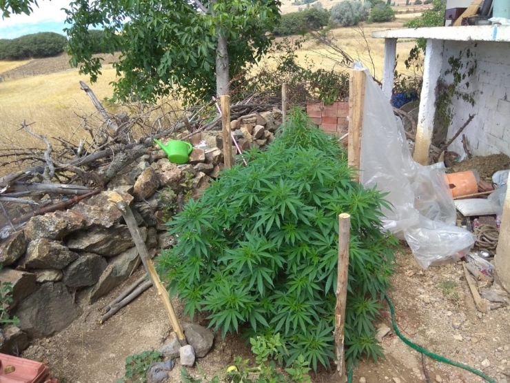 Jandarmadan Uyuşturucu Operasyonu