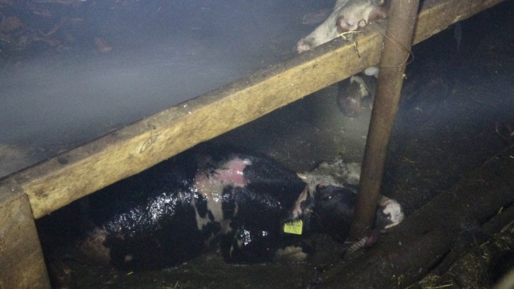 Yangında Can Pazarı...bursa’da Can Kurtarmak İçin Zamanla Yarış