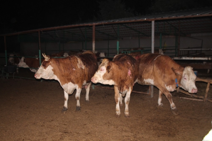 Elazığ’da Ahır Yangını Korkuttu