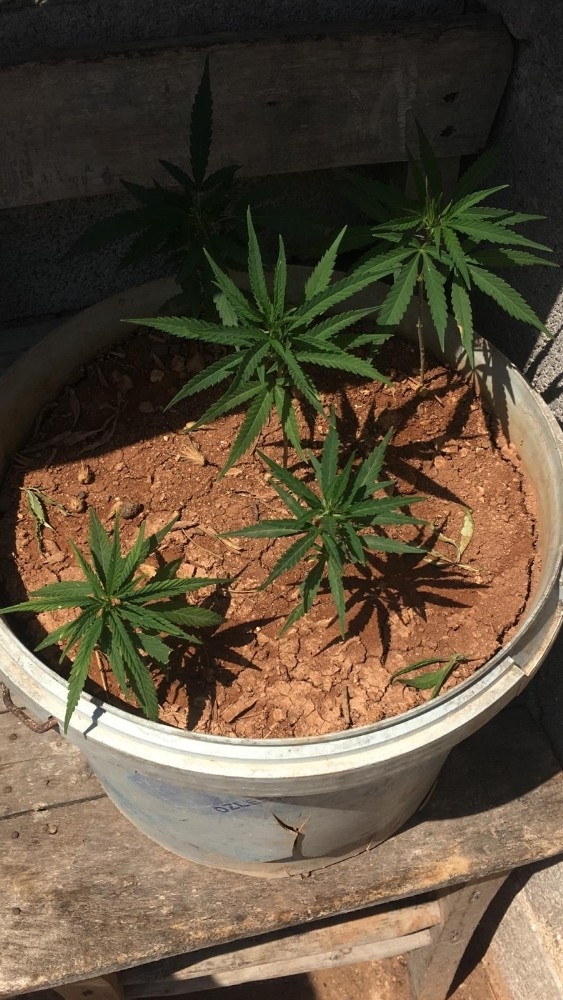 Evde Saksılara Ekili Kenevir Ele Geçirildi