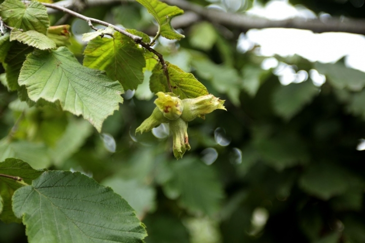 Fındık Üreticisi Hasat İçin Gün Sayıyor