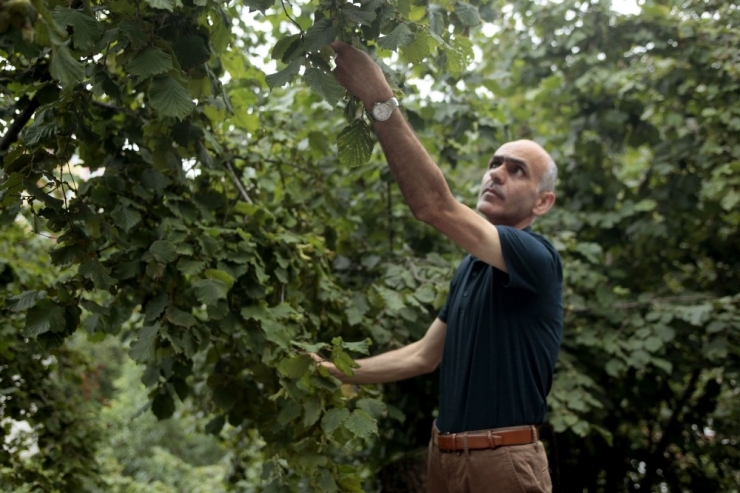 Fındık Üreticisi Hasat İçin Gün Sayıyor