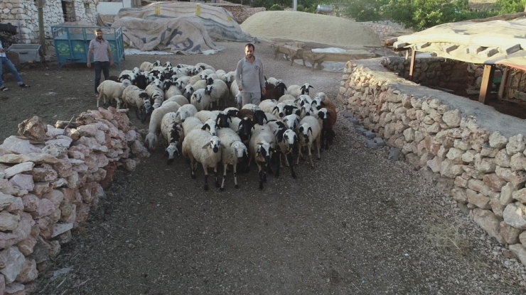Diyarbakırlı Besiciler Kurbanlık Hazırlıklarına Devam Ediyor