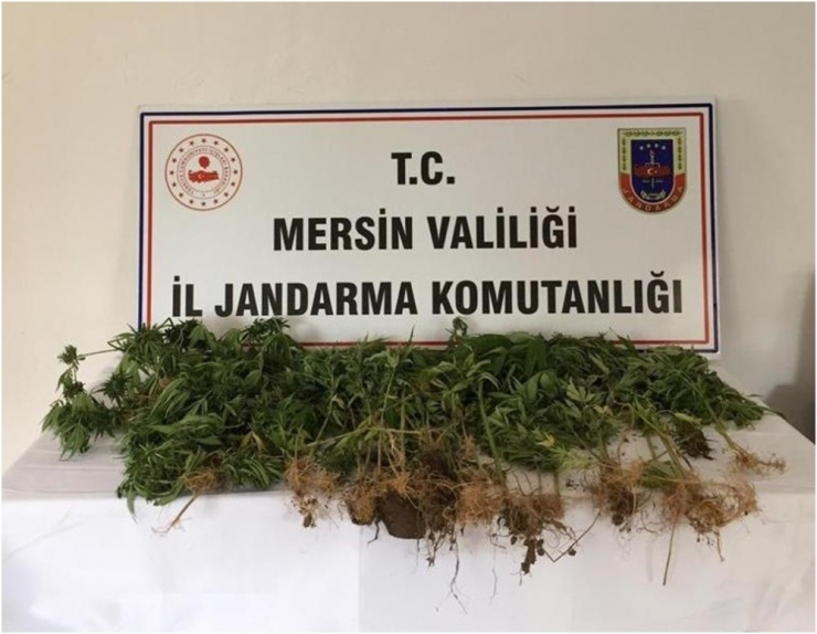 Tarsus’ta Tombala Operasyonu