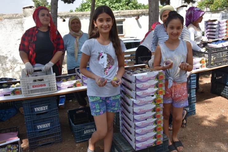 Mersin’de Yılın İlk Siyah İncir Hasadı Bağlarbaşı’nda Başladı