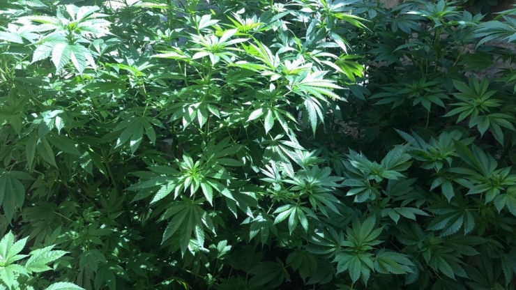 Evinde Hint Keneviri Yetiştiren Şahıs Gözaltına Alındı