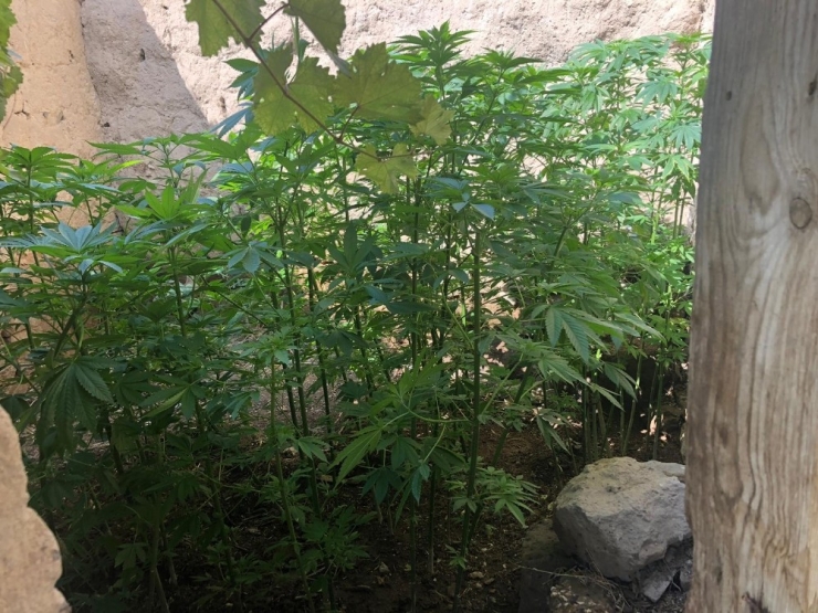 Evinde Hint Keneviri Yetiştiren Şahıs Gözaltına Alındı