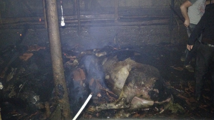 Samanlıkta Büyük Yangın: 5 Büyükbaş Hayvan Telef Oldu