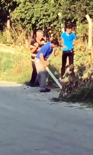 Köpeğe Dayağa 3 Bin 897 Tl Ceza