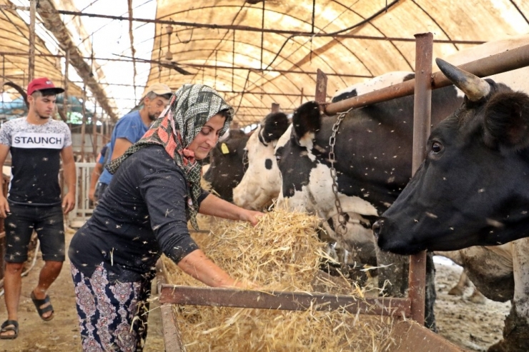 4 Bilezikle Girdiği Hayvancılık İşinde Kurban Bayramı Öncesi Servetine Servet Kattı