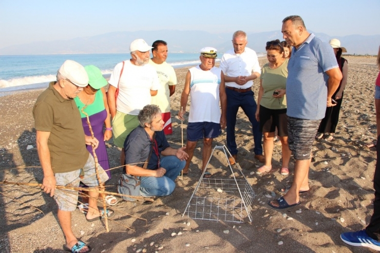 Caretta Caretta Üreme Alanına Ciple Daldılar, Kendilerini Uyaran Vatandaşı Darp Ettiler