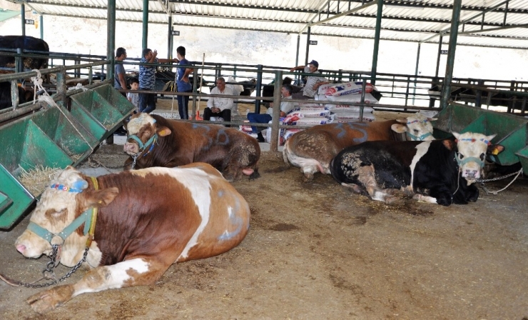 Manisa’da Kurbanlık Hayvan Sıkıntısı Yok