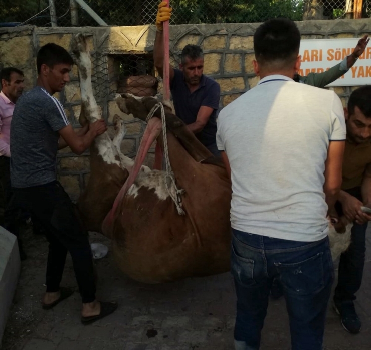 İki Duvar Arasına Sıkışan Hayvan Kurtarıldı