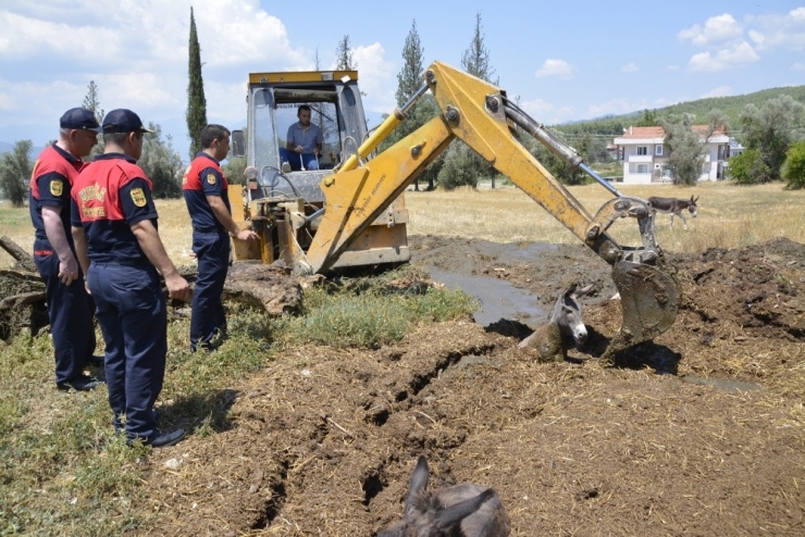 Gübre Çukuruna Düşen Eşekler Kepçeyle Kurtarıldı