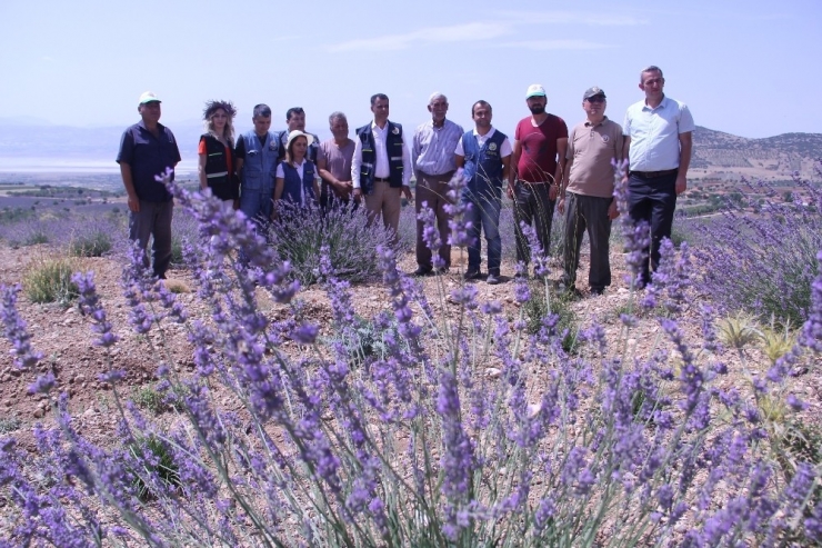 Isparta’da, Ogm Tarafından Son 2 Yılda 305 Bin Lavanta Fidanı Desteği Sağlandı