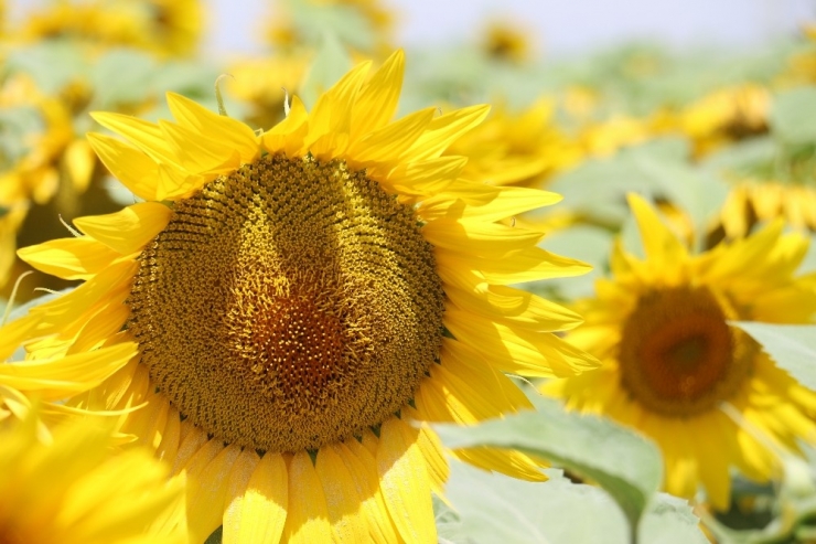 Konya Ovası’nda Ayçiçeğinde Verimin Artması Bekleniyor
