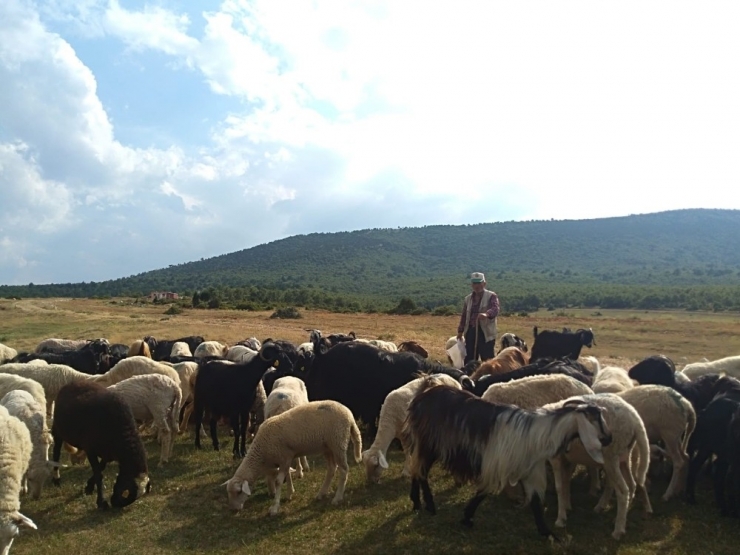 50 Yıldır Hayvancılıkla Geçimini Sağlıyor