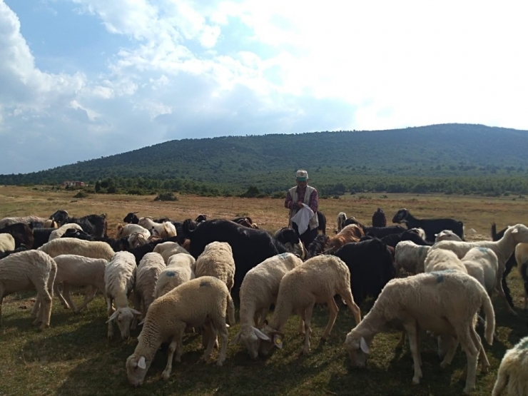 50 Yıldır Hayvancılıkla Geçimini Sağlıyor