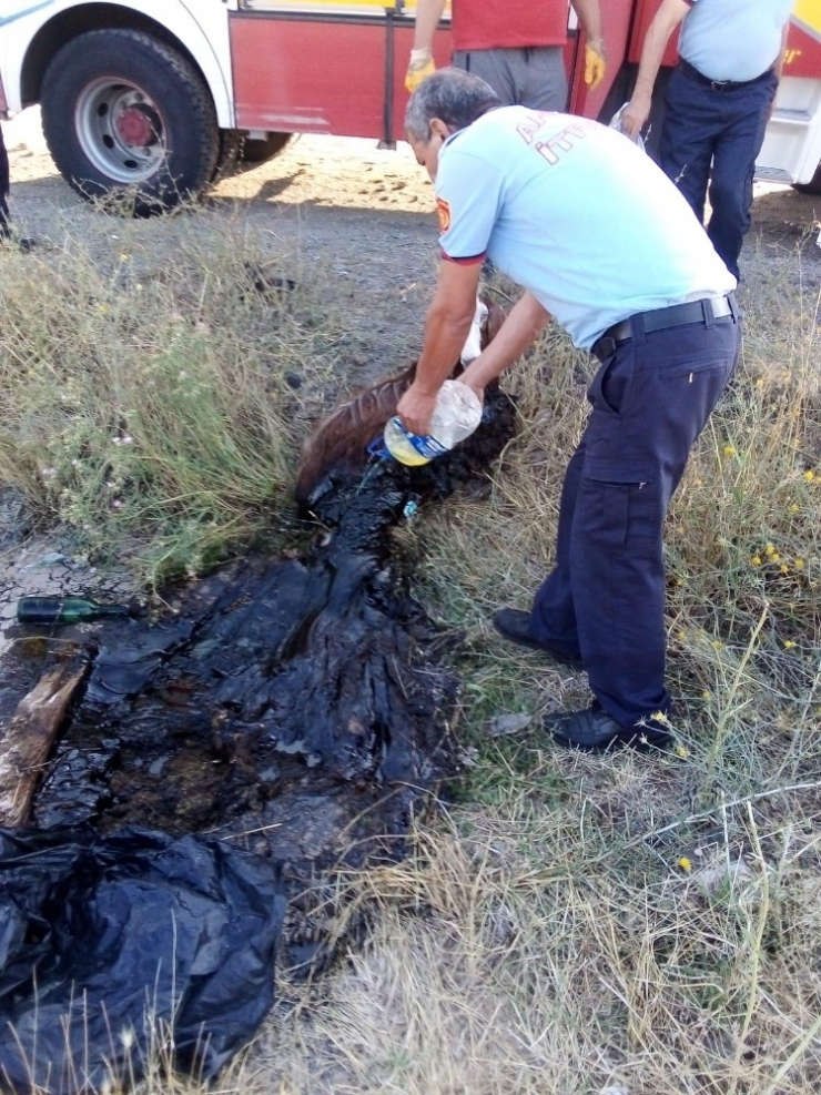 Asfalta Yapışan Keçiyi Kurtarma Operasyonu