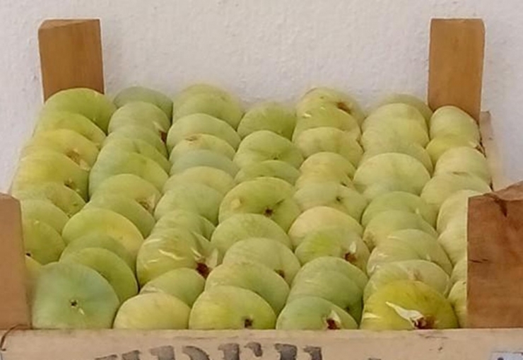 İncirde 5 Bin Ton Rekolte Bekleniyor